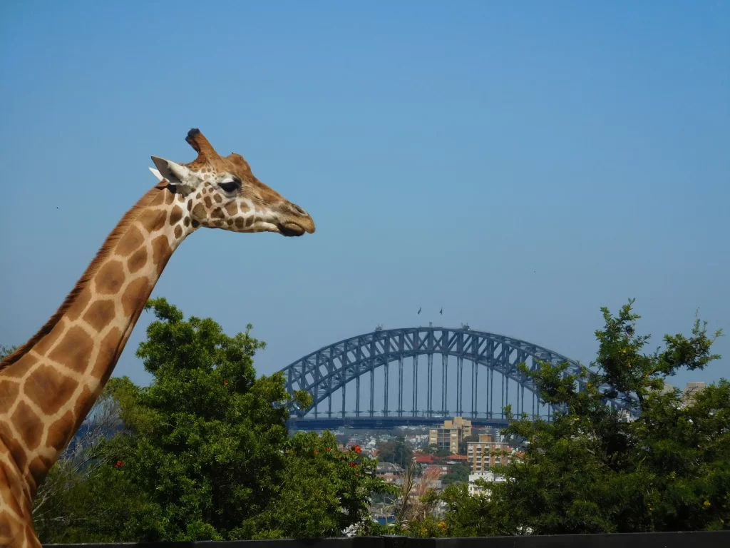 Sydney Day 3 – Taronga Zoo